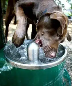 Dog-drinking-fountain