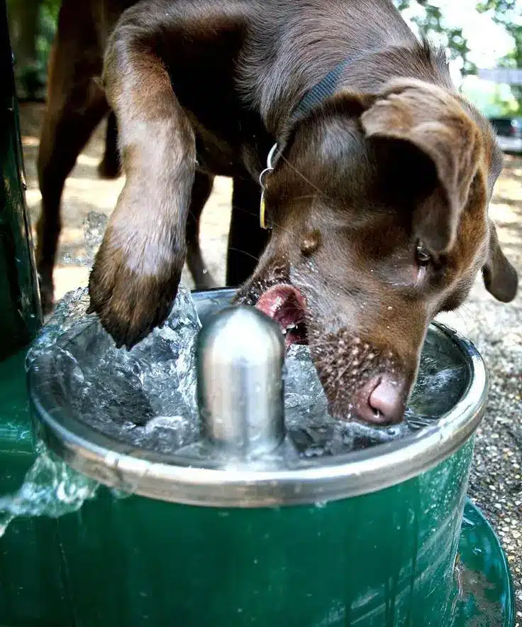 Dog Water Fountains - Drink Cool