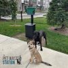 pet waste station in ground 4